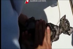Italie: Charlie, chaton miraculé après un bouche-à-bouche Italie: Charlie, chaton miraculé après un bouche-à-bouche